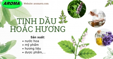 CÔNG DỤNG TINH DẦU HOẮC HƯƠNG (PATCHOULI OIL)