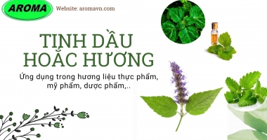 TINH DẦU HOẮC HƯƠNG (PATCHOULI OIL)