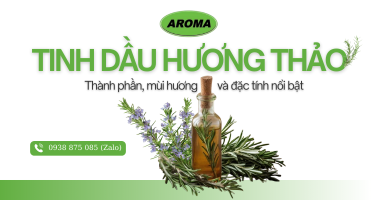 Tinh dầu hương thảo là gì? Thành phần, mùi hương và đặc tính nổi bật