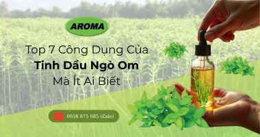 Top 7 Công Dụng Của Tinh Dầu Ngò Om Mà Ít Ai Biết