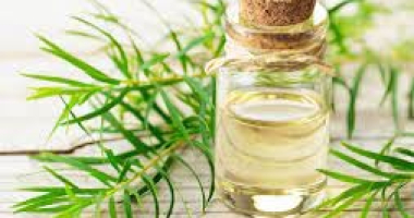 TINH DẦU TRÀM - CAJEPUT ESSENTIAL OIL